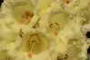 Yellow Rhodie