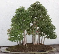 Acer