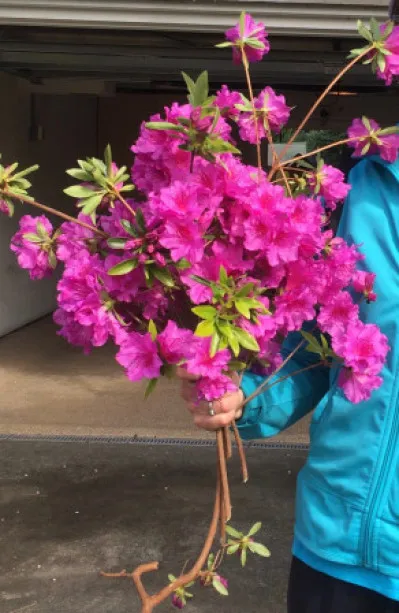Rhododendron indicum