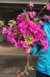 Purple Azalea