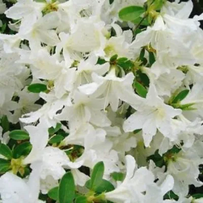 Rhododendron indicum
