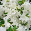 White Azalea