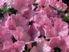 Pink Azalea