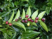 Sarcococca