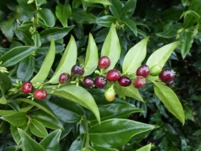 Sarcococca confusa