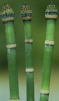 Equisetum