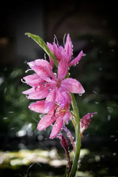 Hesperantha coccinea