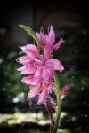 Pink Hesperantha