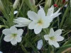 White Hesperantha