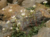 Saxifraga