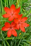 Red Hesperantha