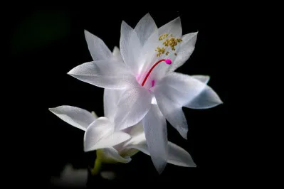Schlumbergera truncata