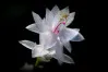 White Schlumbergera