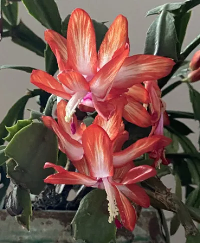 Schlumbergera truncata