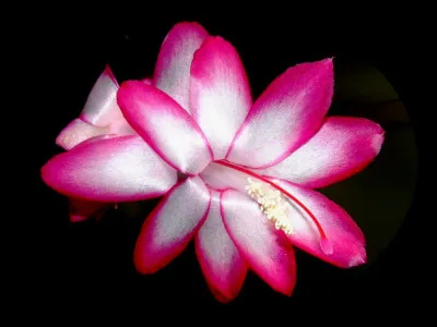 Schlumbergera truncata