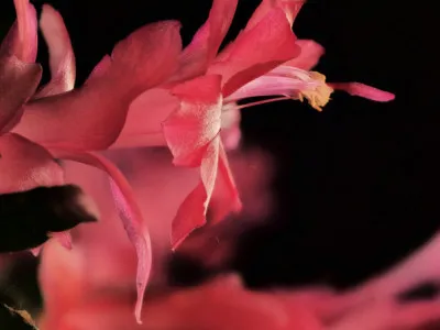 Schlumbergera truncata