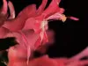 Salmon Schlumbergera