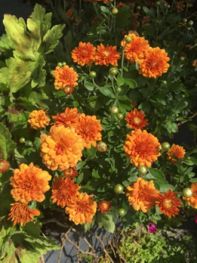 Chrysanthemum x morifolium