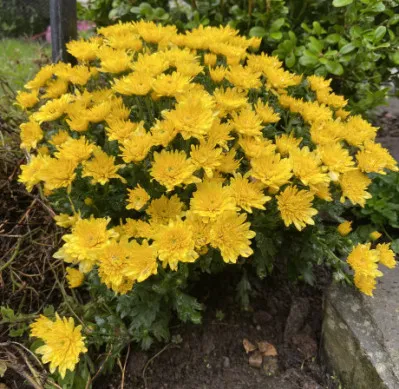 Chrysanthemum x morifolium
