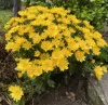 Yellow Chrysanthemum
