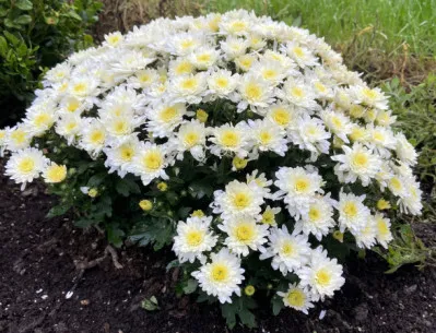 Chrysanthemum x morifolium