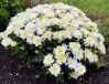 White Chrysanthemum