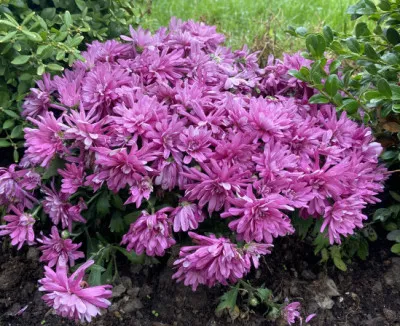 Chrysanthemum x morifolium