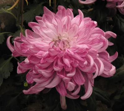 Chrysanthemum x morifolium