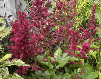 Astilbe chinensis
