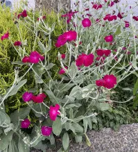 Silene
