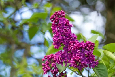 Syringa vulgaris