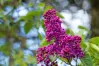 Magenta Syringa