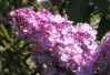 Pink Syringa