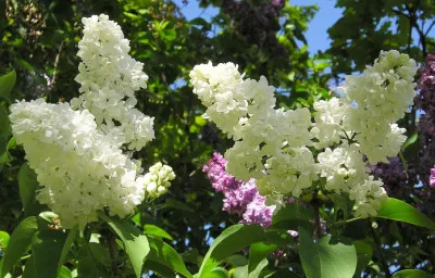 Syringa vulgaris
