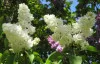 White Syringa
