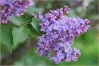Blue Syringa