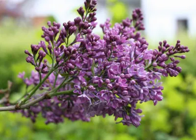 Syringa vulgaris