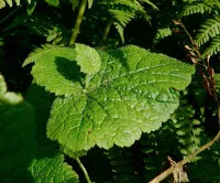Tolmiea