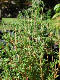 Thymus