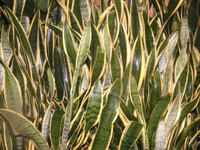 Dracaena trifasciata