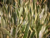 Green | Yellow Sansevieria