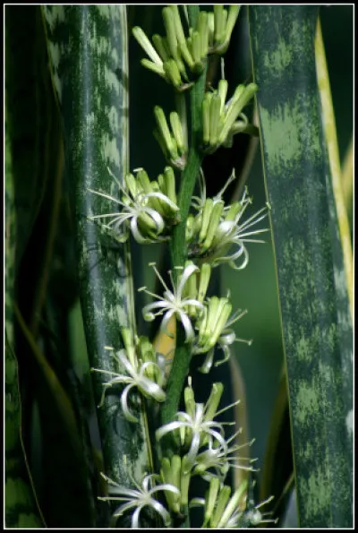 Dracaena trifasciata