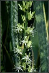 Green Sansevieria