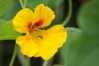 Yellow Tropaeolum