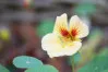 White Tropaeolum