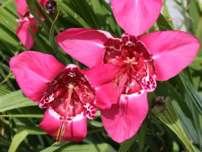 Tigridia pavonia