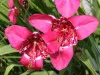 Fuchsia Tigridia