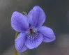 Purple Viola