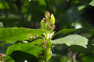 Aucuba japonica