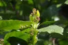Green Aucuba